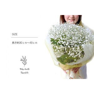 かすみそうの花束 かすみ草 カスミソウ 花束(小さいサイズ) 【 カスミソウ ブーケ 花 花束 花ギフト 】
