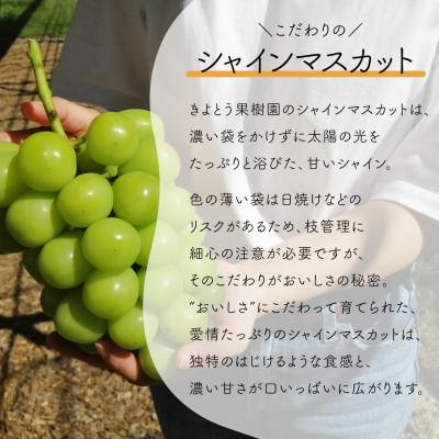 ふるさと納税 真庭市 【発送月固定定期便】【2026年先行予約】シャインマスカットを楽しむ満足便/全便計3.9kg〜全3回 |  | 02