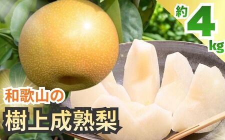 樹上成熟梨 約4kg 和歌山県産 ※2026年8月上旬～9月下旬頃発送予定【ard203A】