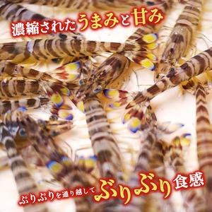 【予約受付中・8月頃より順次発送】活クルマエビ 250g　【活き発送】 ※説明文をご確認ください