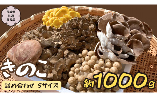 きのこ の 詰め合わせ Sサイズ 約1000g【茨城県共通返礼品 城里町】 キノコ 舞茸 あわび茸 たもぎ茸 しいたけ ぶなしめじ [CX001sa]