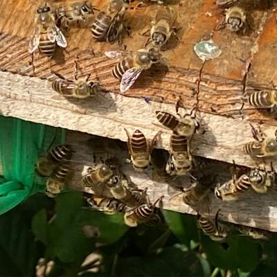 ふるさと納税 津和野町 津和野の木や花の蜜を集めた天然百花蜜「里山の雫」(315g×2瓶) |  | 03