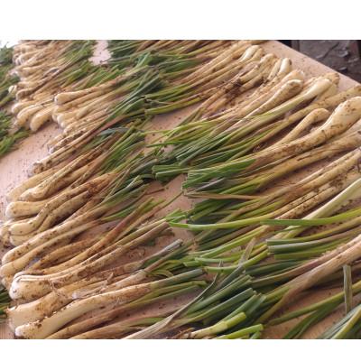 ふるさと納税 糸満市 【産地直送】 南国フーズ 土付き 島らっきょう 約 5kg
