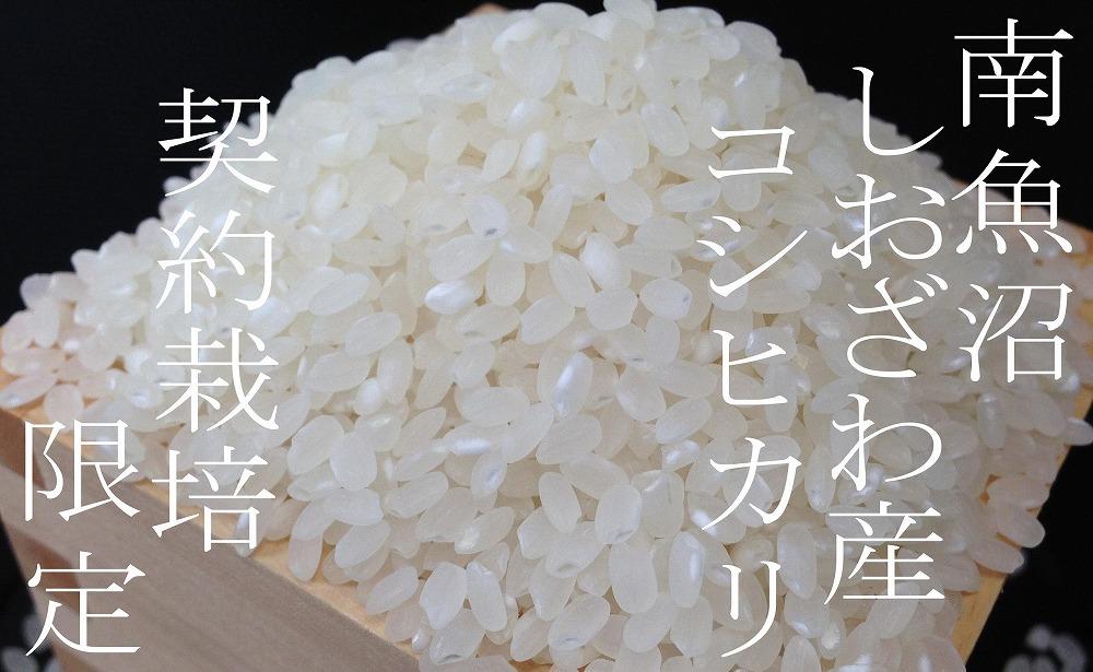 【令和7年産】【定期便４Kg×３ヶ月】契約栽培限定 南魚沼しおざわ産コシヒカリ【2025年10月上旬より順次発送予定】