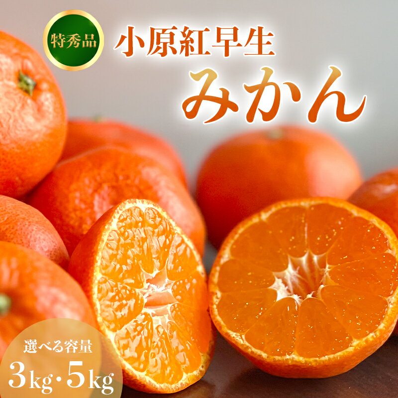 【ふるさと納税】 【2026年11月中旬より順次発送】【特秀品】みかん 小原紅早生 約3~5kg 真っ赤なみかん 小原紅早生みかん 甘い ミカン 蜜柑 フルーツ 果物 くだもの 柑橘 柑橘類 デザート 旬 産地直送 冬の味覚 旬の果物 旬のフルーツ お取り寄せ 取り寄せ