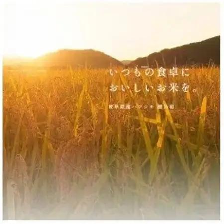 【毎月定期便】岐阜県産ハツシモ(無洗米) 5kg全9回【配送不可地域：離島】【4076379】