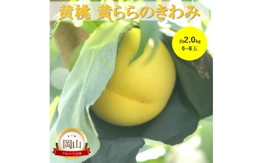 
            [№5615-0759]岡山県産 黄桃 黄ららのきわみ (約2.0kg) 6～8玉 桃 もも 果物 フルーツ
          