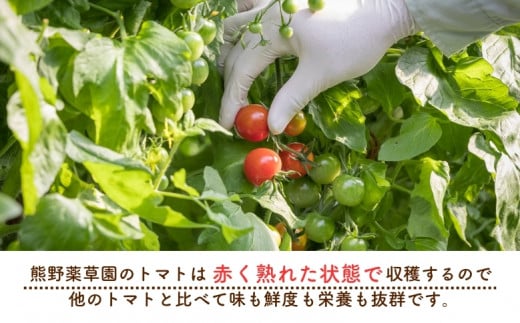 【2027年1月以降配送】熊野薬草園のミニトマト（1.2kg） トマト ミニトマト 熊野 予約受付【kmys0001A】