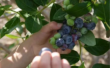 茨城県つくば市産 冷凍ブルーベリー　1kg【ブルーベリー 国産 ベリー スイーツ トッピング 栄養 ジャム 果実 果物 パンケーキ】