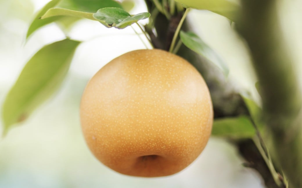 《先行予約》山之上の梨(品種はおまかせ) 約5kg(8～14玉)【2026年8月下旬-10月上旬 発送予定】