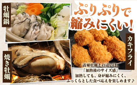 佐久島産天然真牡蠣　参州オイスター　1㎏≪配達不可エリア：北海道・沖縄・離島・東北・九州≫・E029