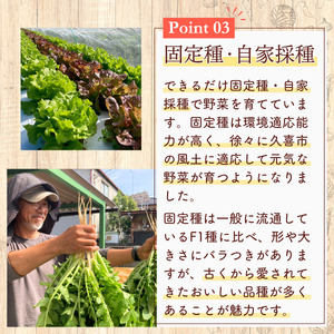 旬の野菜セット 5品目 特別栽培 採れたて 野菜