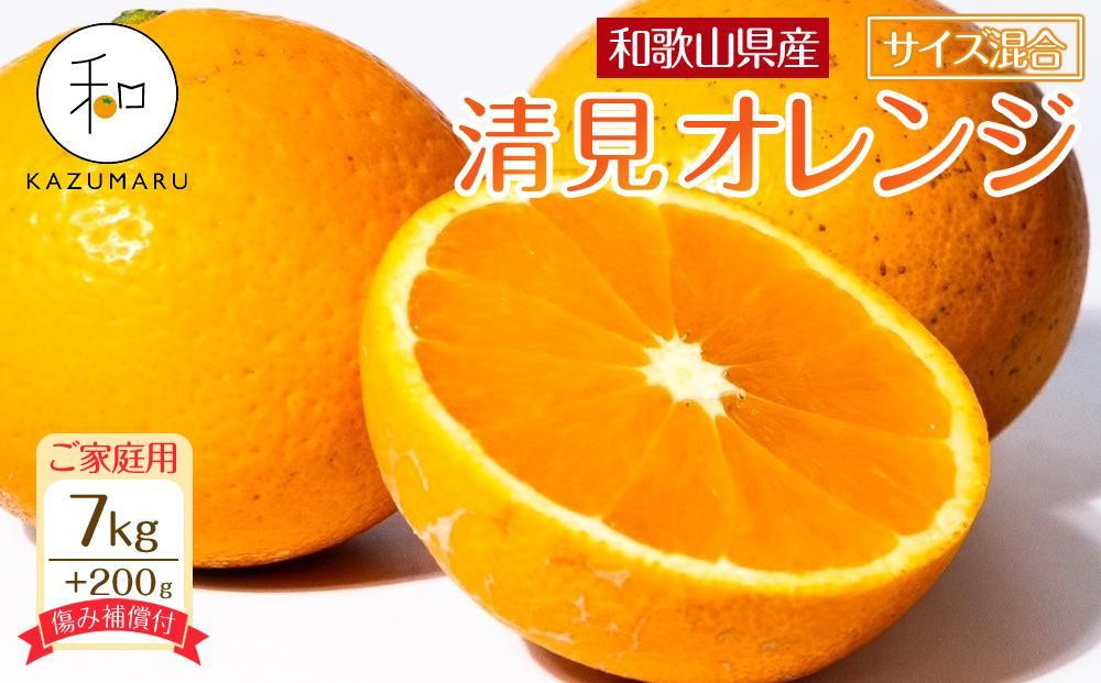 
            家庭用 森本農園の手選別 清見オレンジ 7kg +200g傷み補償付 和歌山県産 サイズ混合 ［北海道・沖縄・離島配送不可］［RN38］［2026年2月上旬から5月中旬頃順次発送予定］
          