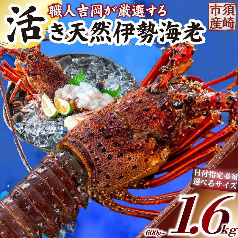 【ふるさと納税】 活き 伊勢海老 選べる 容量 600g ～ 1.6kg 以上 職人吉岡 ( 1尾 ～ 8尾 サイズ混合 常温配送 生き 生 直送 えび エビ いせえび イセエビ 高級 鮮魚 海鮮 魚介 刺身 焼き物 汁物 ギフト 贈答 贈り物 お祝い 歳暮 中元 高知県 須崎市 ) ふるさと納税伊勢海老