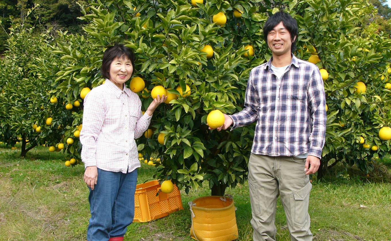 河内晩柑 4.5kg （M～5L） 【家庭用】 ばんかん 晩柑 バンカン 夏文旦  みかん 蜜柑 柑橘 フルーツ 果物 サイズミックス 初夏 夏 ジュース お酒 贈答用 ギフト お取り寄せ ビタミン 