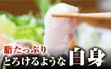 【 対馬産 】 最高級 クエ 鍋 セット ( 2?3人前 ) 《対馬市》【石川水産】 水炊き 鮮度抜群 海鮮[WAB007] コダワリクエ こだわりクエ おすすめクエ おススメクエ 人気クエ 定番クエ
