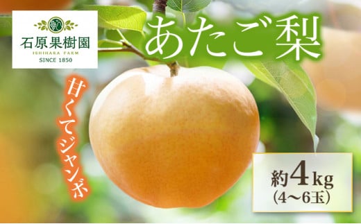 梨 2024年 先行予約 あたご梨 4～6玉 合計約4kg 化粧箱 ナシ なし 岡山県産 国産 フルーツ 果物 ギフト 石原果樹園 [№5220-0566]