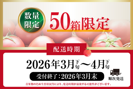 【先行予約】【2025年3月から順次発送】尾州常滑フルーツトマト トマト フルーツトマト リコピン 新鮮野菜 太陽の恵み 濃厚 完熟 トマト料理 トマト鍋 愛知県産 国産 お取り寄せ グルメ 愛知県 