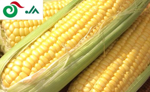 北海道共和町・旬のお届け便【4ヶ月連続】定期便 メロン スイカ アイス とうもろこし スイートコーン じゃがいも かぼちゃ チーズ