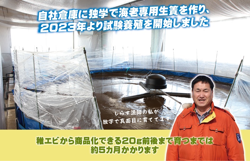 【生食可】泉州車えび 300g【先行予約】 015B391