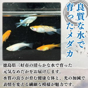 めだか 3色 ミックス 6匹 死着補償 +1匹 魚 めだか めだか