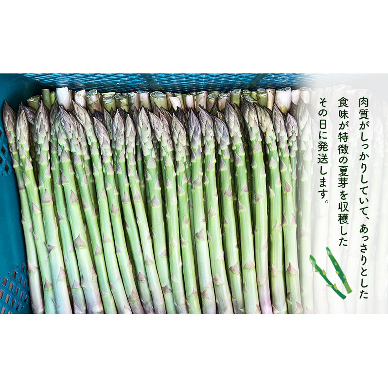 夏アスパラガス 約1.2kg ＋100g M～L 混合 古川農園 ※オンライン決済限定 野菜 アスパラガス アスパラ 栄養豊富 ほんのり甘い 肉質しっかり あっさりとした食味  おつまみ 料理 お弁当