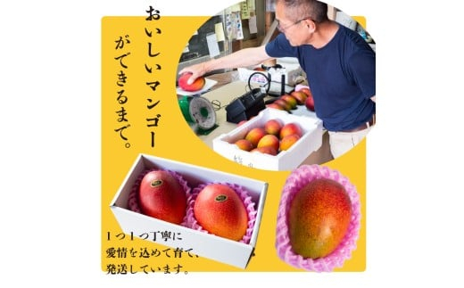 【早期予約】 マンゴー 秀品 12パック × 1箱 ( 3.6kg ) 果物 くだもの フルーツ 果実 完熟 デザート スイーツ おやつ ケーキ アイス プリン 甘い 甘味 産地 自然 食品 食材 お楽しみ 贈答 ギフト プレゼント 贈り物 年末 年始 送料無料 高知県 須崎市 SKN006