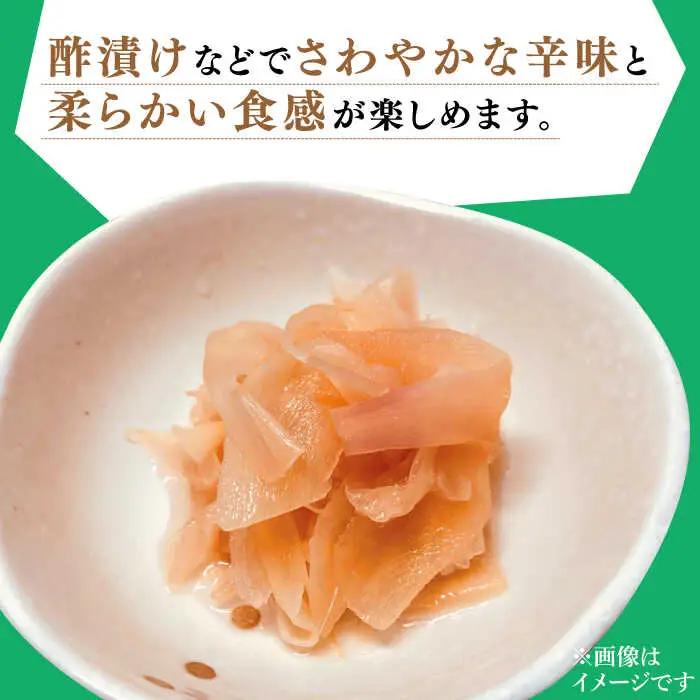 【2026年8月?発送】新しょうが 約3kg [SBS017] しょうが