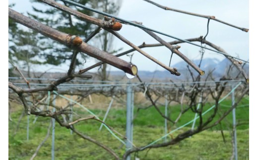 【 マツリカサボン 】 オーガニック石けん （ヤマブドウ） 75g 1個 ご自宅用 / オーガニック 生せっけん 自然素材 石鹸 岡山 真庭 蒜山 肌にやさしい こだわり 手作り 無添加 洗顔 MAT