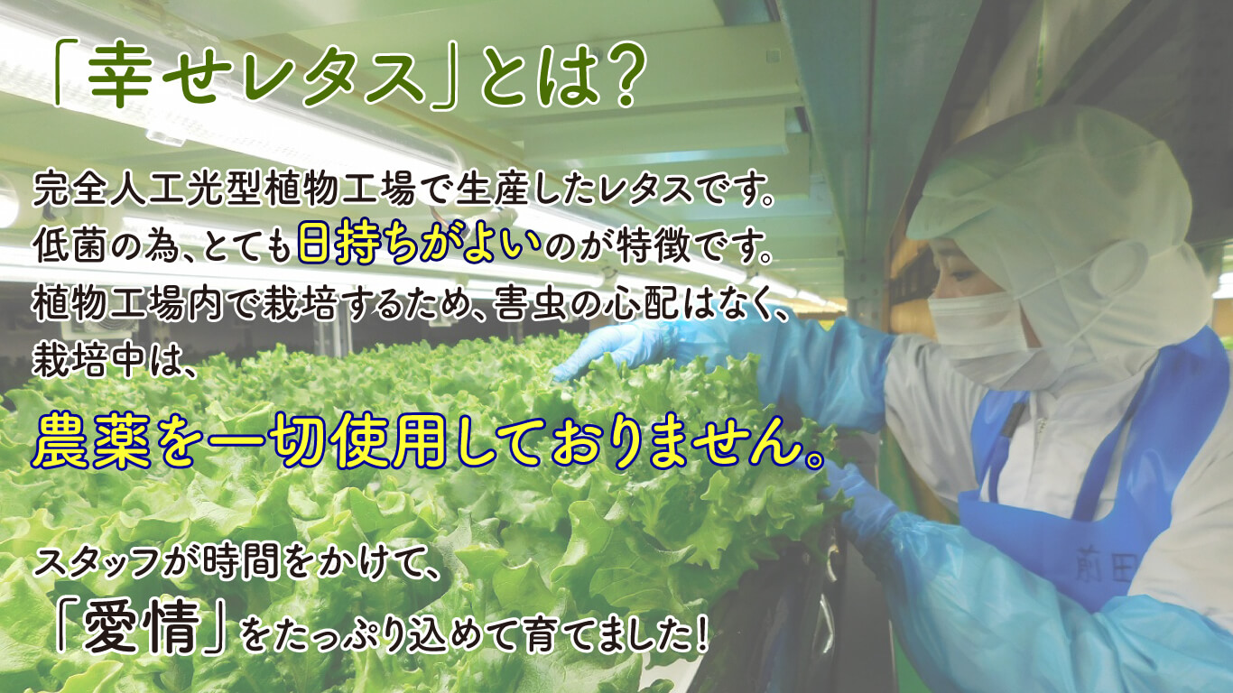 定期便 4回 野菜 詰め合わせ セット レタス 計14個 サラダ グリーンリーフレタス 6個 フリルレタス 8個 水耕栽培 幸せレタス