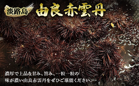うに 由良産 赤ウニ 70g 2枚 木箱 うに