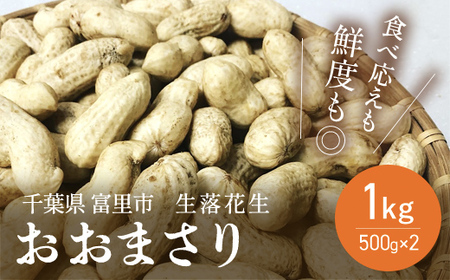 【先行予約】【2025年8月下旬より発送予定！】富里産 生落花生 【 ふるさと納税 人気 おすすめ ランキング 生落花生 生らっかせい 生ピーナッツ 生ピーナツ 採れたて 産地直送 千葉県 富里市 送料無料 】TME012