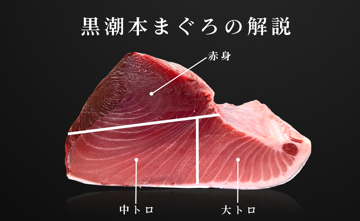 訳あり まぐろ マグロ 本鮪 黒潮本まぐろ 大トロ 定期便 6回 500g × 6回 刺身 さしみ 最優秀賞 全国養殖クロマグロ品評会 受賞 魚 魚介類 海鮮 柵 サク 冷凍 お取り寄せ 産地直送 ギ