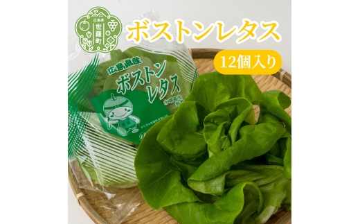 
                  ボストンレタス12個入り (70g以上/個) 肉厚 サラダ菜 送料無料 産地直送 新鮮  野菜 やさい 生野菜 サラダ レタス A010-01
                