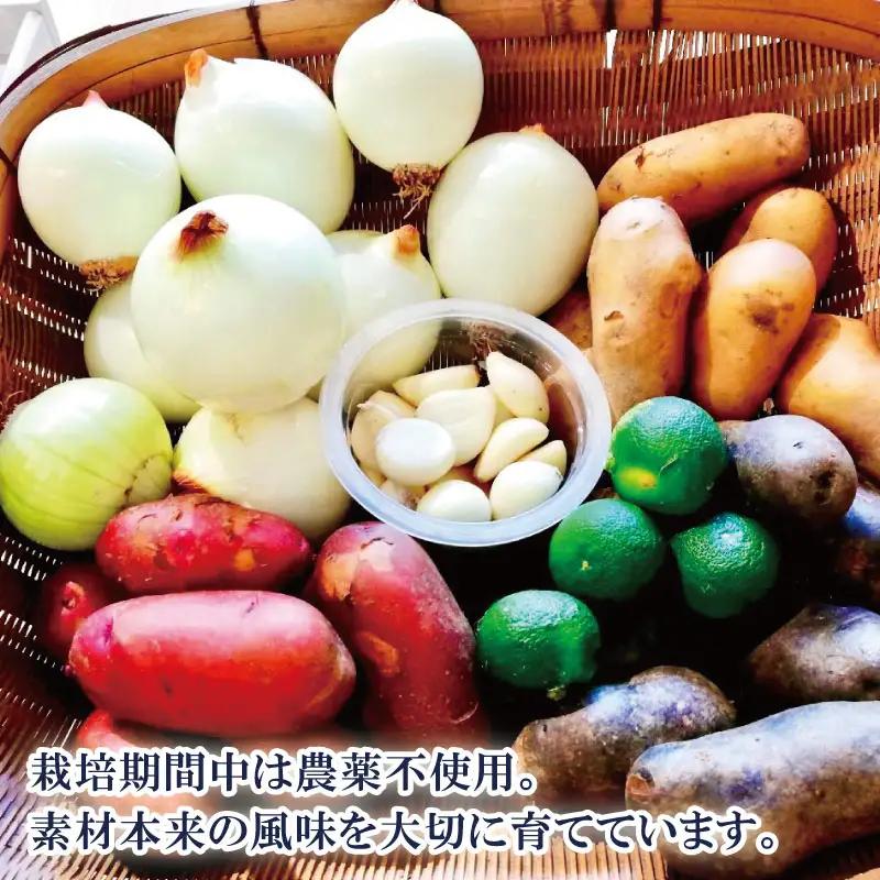 夏野菜 5種 詰め合わせ 野菜