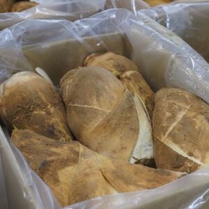 【先行予約】【数量限定】京たけのこ 約2kg 贈答用 春野菜 たけのこ