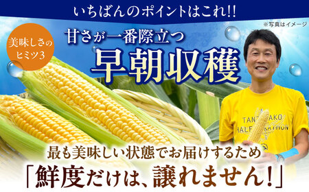 【先行予約】朝採れ とうもろこし 10本 ゴールドラッシュ【遠藤ファーム】 トウモロコシ [BDAF004]