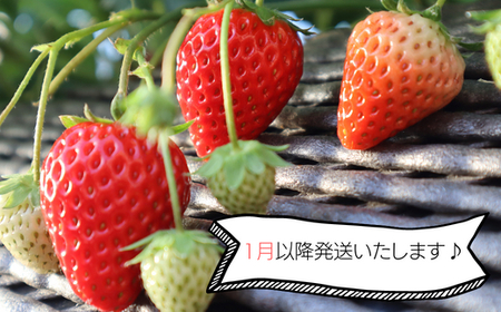 あま～い完熟いちご！【不揃い】1kg×3か月定期便
