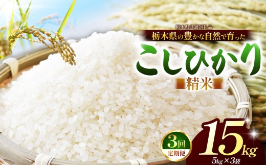 【先行予約】【定期3回】 こしひかり（白米）約 15kg 栃木県共通返礼品｜コシヒカリ 米 白米 おいしい お米 こめ おこめ 白米 精米 国産 ごはん ご飯 白飯 米 おこめ 白米 精米ゴハン ランキング 人気  ふるさと 納税 栃木県 那珂川町 送料無料