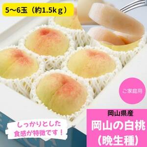 ご家庭用　白桃(晩生種)　 約1.5kg(5～6玉)【配送不可地域：離島】【1614305】