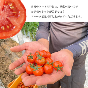 【定期4回】『大家ファーム』のミニトマト アイコ 2kg × 4回 | 野菜 やさい とまと トマト ミニトマト アイコ 定期 定期便 熊本県 玉名市