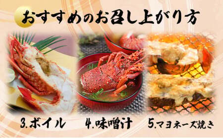 伊勢海老おせちサイズ 1~2尾セット【冷凍】 国産 東洋町産 天然 新鮮 海鮮 ゆず果汁付き 刺身 焼き ボイル 生 四国 お取り寄せ お祝い 記念日 贈り物 お正月 送料無料 生 S184 【株式会