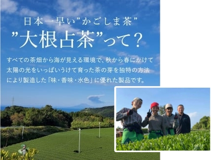 No.054 緑茶ティーバッグ（5g×10p）