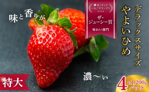 いちご 大粒 デラックスサイズ やよいひめ 4パック 2027年 先行予約｜大粒 特大 デラックス いちご  フルーツ 苺 イチゴ  香り 高級 贈答 贈り物 プレゼント 新鮮 朝採れ サイズ 大きい 果肉 日持ち 甘味 酸味 品質 維持 健康 果物 デザート 贈り物 食べ比べ 人気 高級 ギフト お取り寄せ 檜山いちご園 茨城県 常陸太田