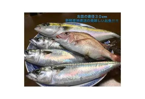 【8001-2】御坊産鮮魚セット 2.5kg 【定期便】(年4回お届け)