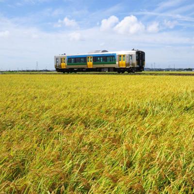 ふるさと納税 袖ケ浦市 令和7年産 ふさこがね 精米 10kg(5kg×2) |  | 01