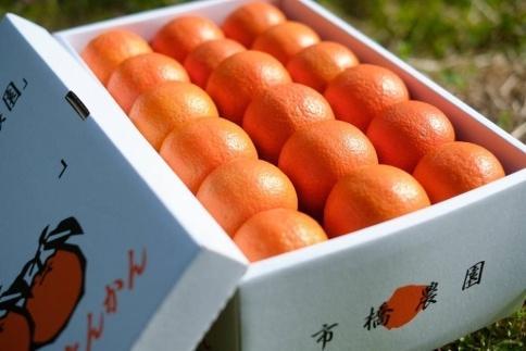 ＜先行予約／数量限定＞【市橋農園】屋久島産たんかん 5キロ箱（秀品／贈答用としても)