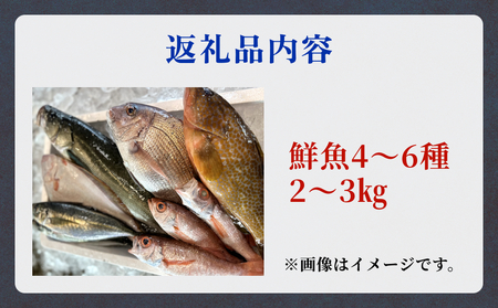 氷見港朝獲れ高級魚！丸っと贅沢直送便！　船上氷上締め　神経〆処理 富山 氷見 直送 詰め合わせ 鮮魚ボックス
