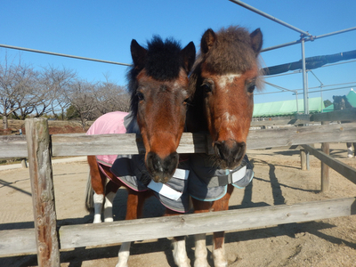 ポニーお世話体験&オリジナルグッズ作り 1名分 | ネーブルパーク ポニー 厩務体験 体験 公園 子供 子ども 休日 夏休み 冬休み GW 贈り物 プレゼント 茨城県 古河市 送料無料 着日指定可 _