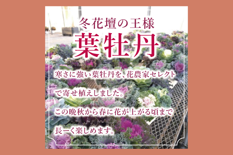 行方市の花農家「すみれ花園」セレクト 葉牡丹の寄せ植え｜花 お花 季節の花 葉牡丹 寄せ植え ギフト 贈り物 プレゼント 茨城県 行方市(EH-29)